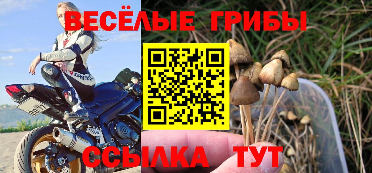 где найти   Псилоцибиновые грибы Psilocybine cubensis  Вход с VPN  Видное 